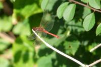 Sympetrum meridionale