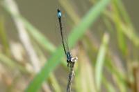 Ischnura elegans