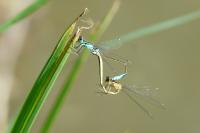 Platycnemis pennipes