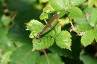 Calopteryx virgo