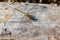Sympetrum meridionale