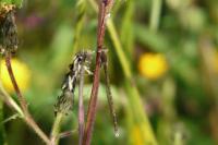Sympecma fusca