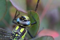 Aeshna cyanea