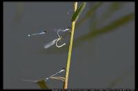 Erythromma najas