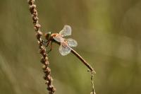 Aeshna isoceles