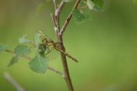 Sympetrum striolatum