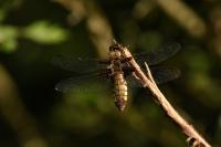 Libellula depressa