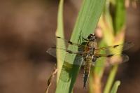 Libellula quadrimaculata