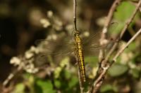 Orthetrum cancellatum