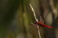 Crocothemis erythraea