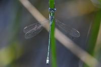 Lestes sponsa
