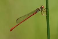 Ceriagrion tenellum