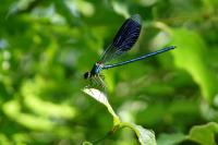 Calopteryx splendens