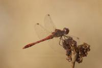 Sympetrum meridionale