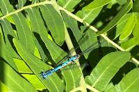 Coenagrion puella