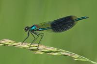 Calopteryx splendens