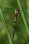 Somatochlora