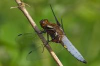 Libellula depressa