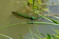 Calopteryx splendens