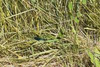 Calopteryx splendens