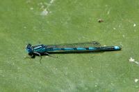 Erythromma lindenii