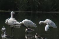 Platalea leucorodia