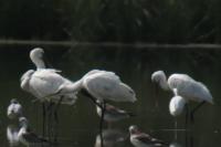 Platalea leucorodia