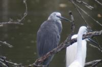Egretta gularis