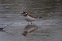 Charadrius hiaticula