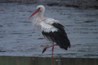 Ciconia ciconia