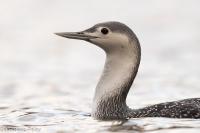 Gavia stellata