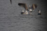 Larus canus