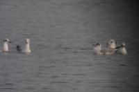 Larus canus