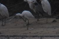 Platalea leucorodia
