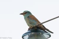 Coracias garrulus