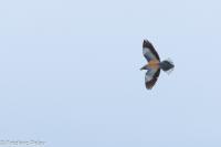 Coracias garrulus