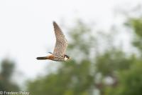 Falco subbuteo