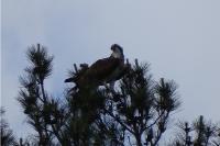Pandion haliaetus