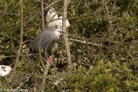 Egretta garzetta