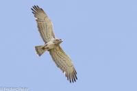 Circaetus gallicus