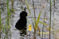 Rallus aquaticus