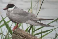 Chlidonias hybrida