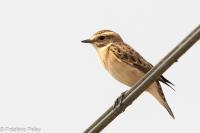 Saxicola rubetra