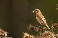 Saxicola rubetra