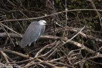 Egretta gularis