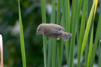 Phylloscopus collybita