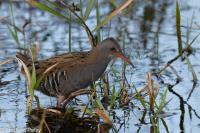Rallus aquaticus