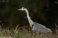 Ardea cinerea
