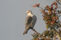 Elanus caeruleus
