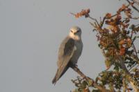 Elanus caeruleus